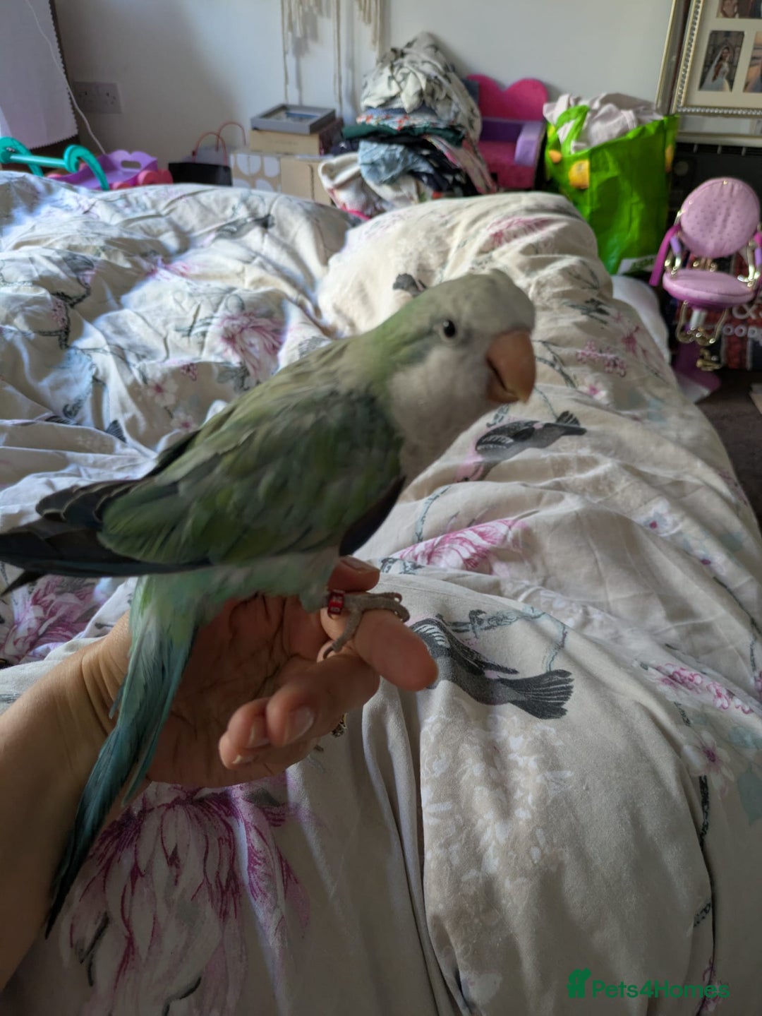 Parakeets birds for sale: Cute Quaker parrots hand reared male and female - Image 32