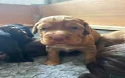 Cocker Spaniel dogs for sale: KC Registered Working Cocker Spaniel Puppies - Image 11