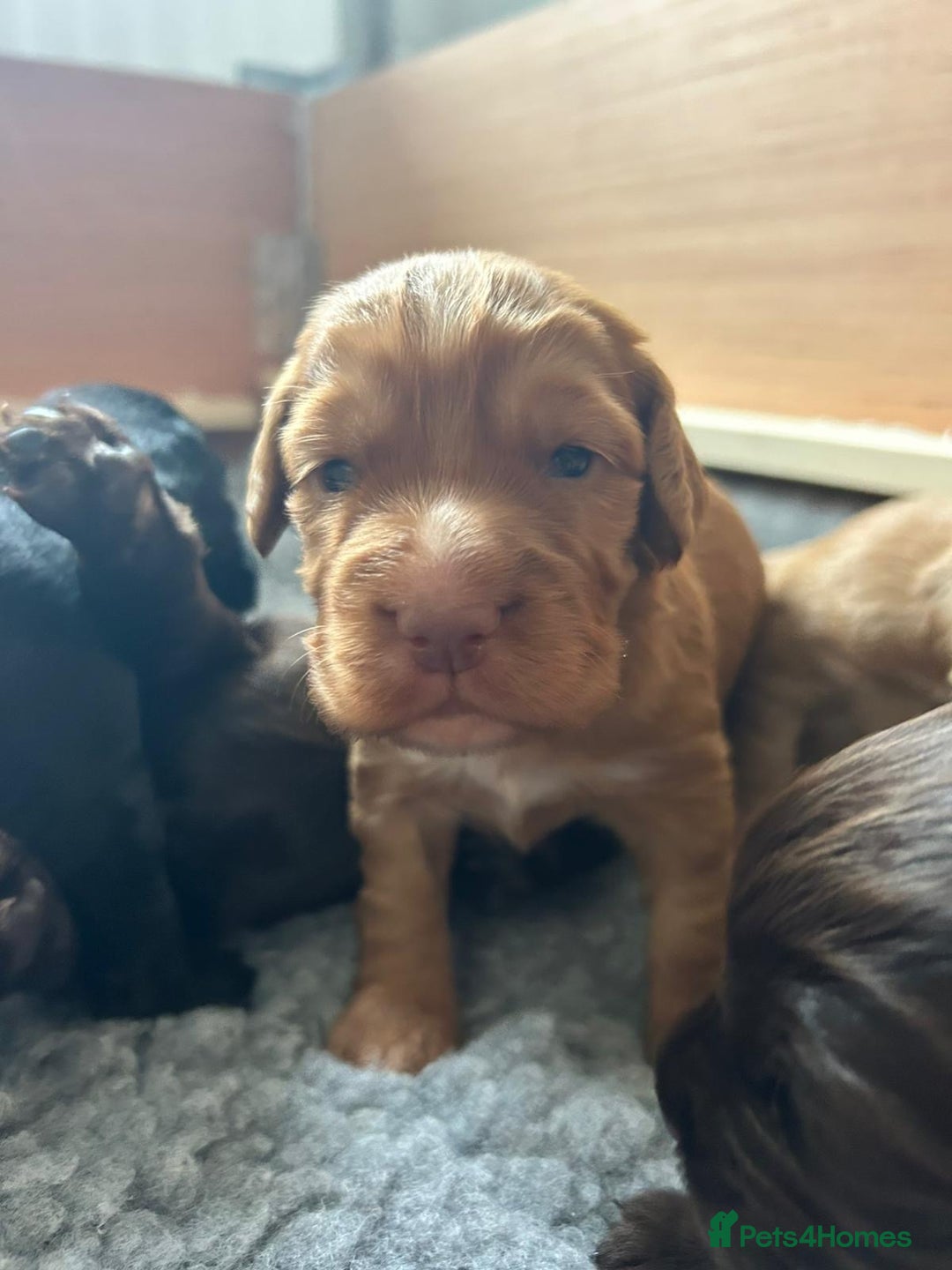 Cocker Spaniel dogs for sale: KC Registered Working Cocker Spaniel Puppies - Image 11