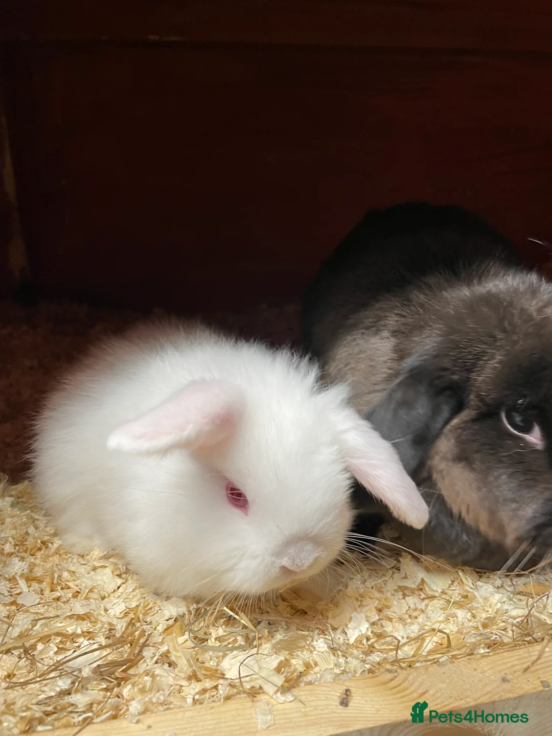 Mini Lop rabbits for sale: Mini lop beautiful small chunky baby girl - Advert 4