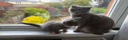 Mixed Breed cats for sale: Scotish fold mix kittens ready for there homes  - Advert 12