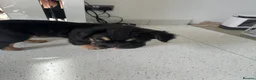 French Bulldog dogs for sale: Furbabys  - Advert 15