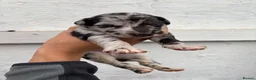 Lurcher dogs for sale: Lurcher Puppy’s  in Tipton - Advert 3