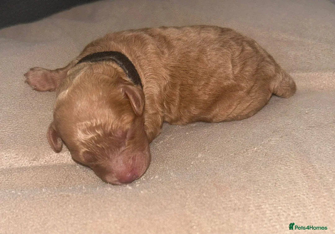 Cavapoo dogs for sale: Extensively DNA health tested and trained girl   - Advert 36