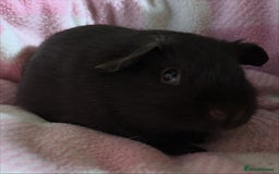 Guinea Pig rodents for sale: Peruvian and short haired sows for sale  - Image 4
