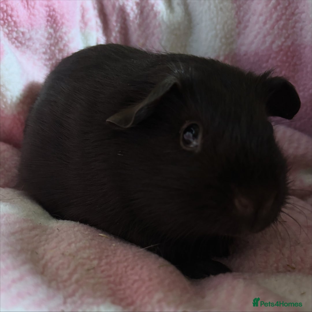 Guinea Pig rodents for sale: Peruvian and short haired sows for sale  - Image 4