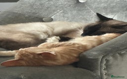 Ragdoll cats for sale: male kitten ragdoll cross bengal x  - Advert 3