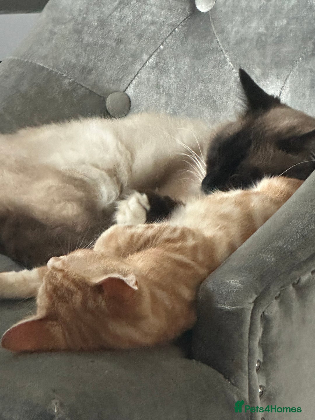 Ragdoll cats for sale: male kitten ragdoll cross bengal x  - Advert 3