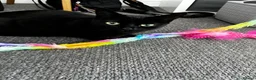 British Shorthair cats for sale: Black female 3 year old house cat in Peterborough - Advert 5