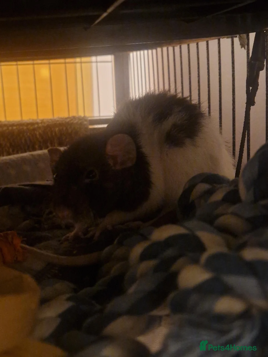 Rat rodents for sale: Rehoming 3 rat girls in Reading - Advert 2