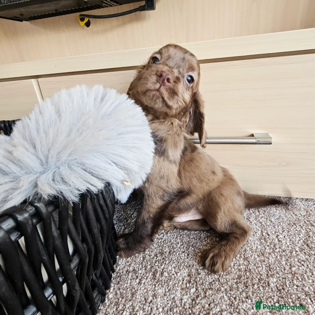 Cocker Spaniel dogs for sale: Working Type Cocker Spaniels - Advert 5
