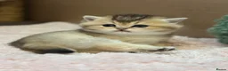 British Shorthair cats for sale: Stunning Quality GCCF British Shorthair Kittens - Advert 12