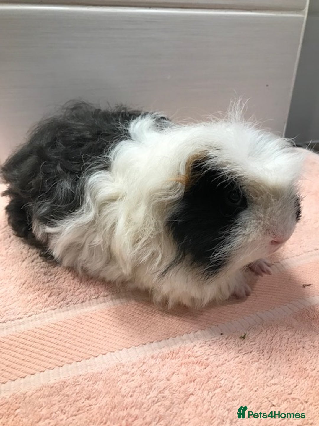 Guinea Pig rodents for sale: Beautiful Pigs - Boars, Sows, Pairs and Single - Advert 14