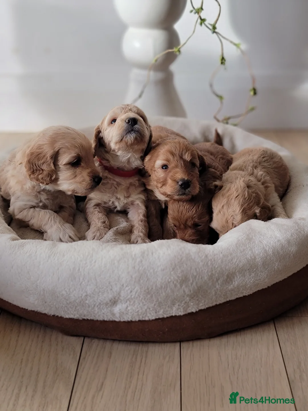 Maltipoo dogs for sale: F1b Maltipoo  - Advert 5