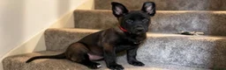 Belgian Shepherd Dog dogs for sale: Stunning Belgian Malinois Puppies  - Advert 9