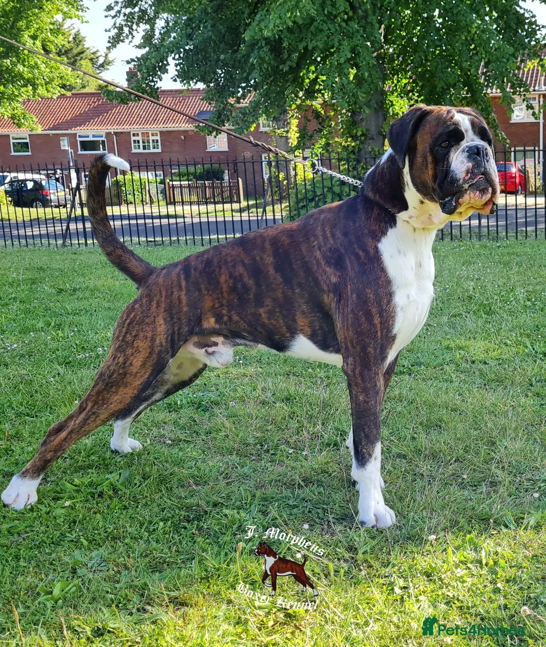 Boxer dogs for stud: 100% pure German Boxers in Norwich - Advert 4