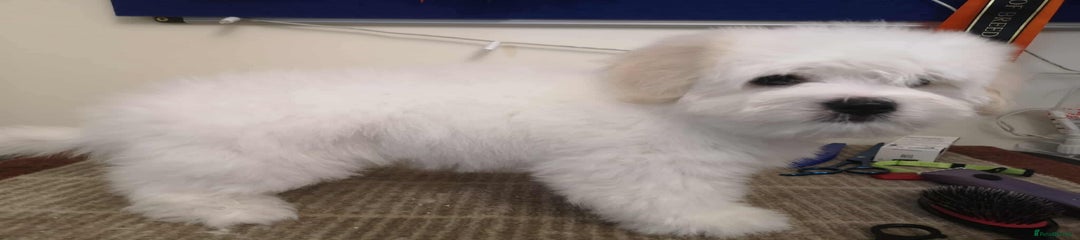 Coton De Tulear Puppy 1