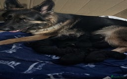 German Shepherd dogs for sale: Beautiful black/tan German shepherd pups for sale  - Image 8