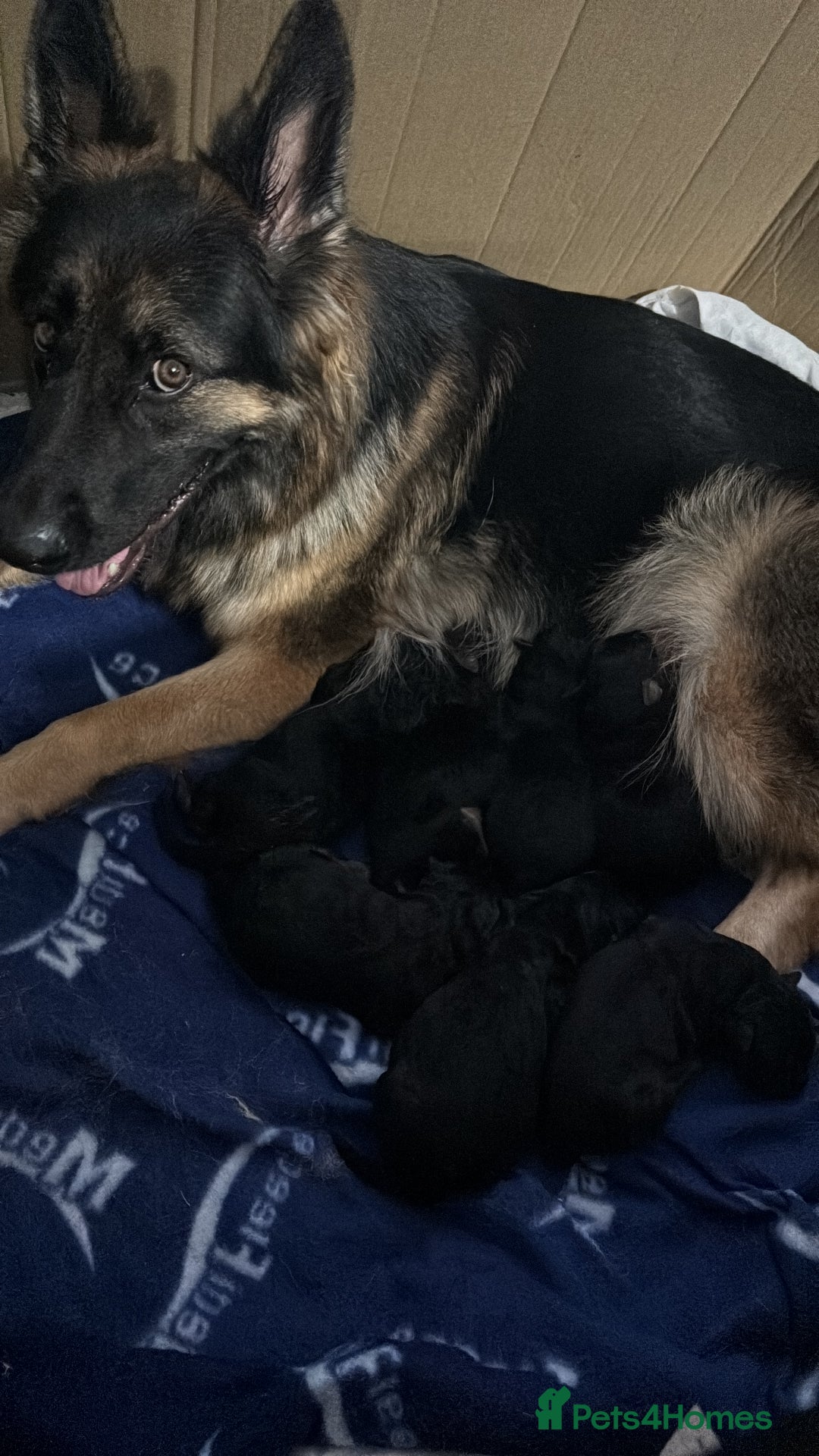 German Shepherd dogs for sale: Beautiful black/tan German shepherd pups for sale  - Image 8
