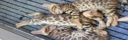 Bengal cats for sale: TICA Registered Bengal Kittens - Advert 4