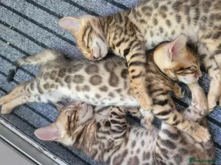 Bengal cats TICA Registered Bengal Kittens - Advert 15