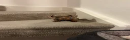 Miniature Dachshund dogs for sale: Dachund Miniature in Leeds - Advert 1