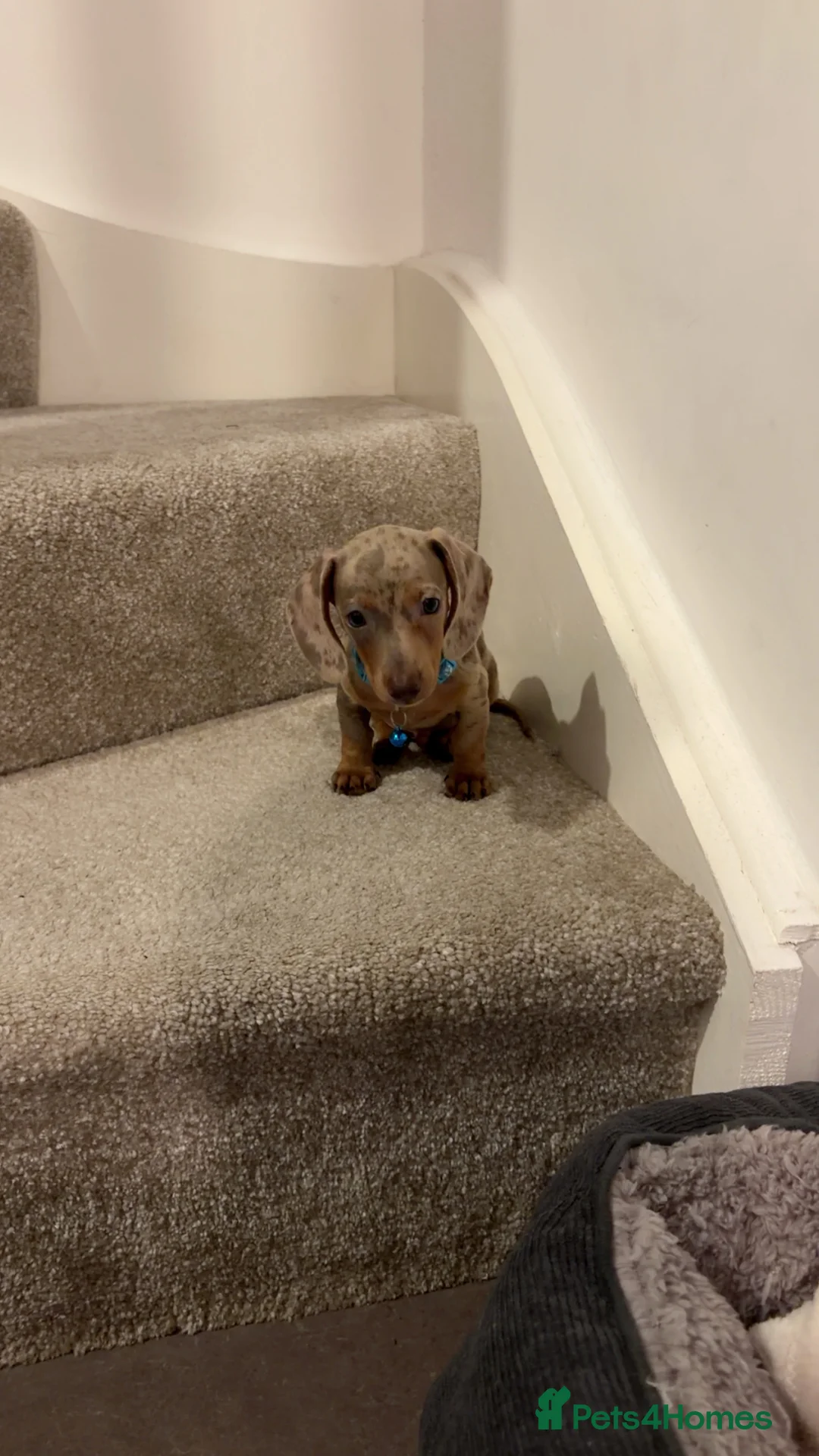 Miniature Dachshund dogs for sale: Dachund Miniature in Leeds - Advert 1