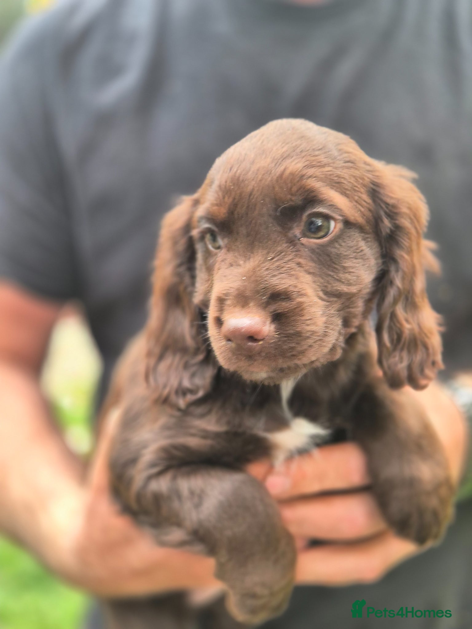 Cocker Spaniel dogs Stunning cocker spaniel puppies. Only TWO left!  - Advert 5