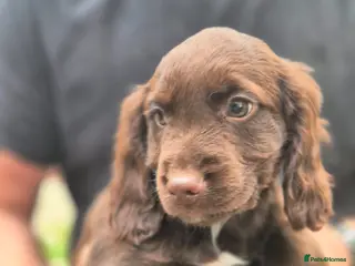 Cocker Spaniel dogs Stunning cocker spaniel puppies. Only TWO left! - Advert 5