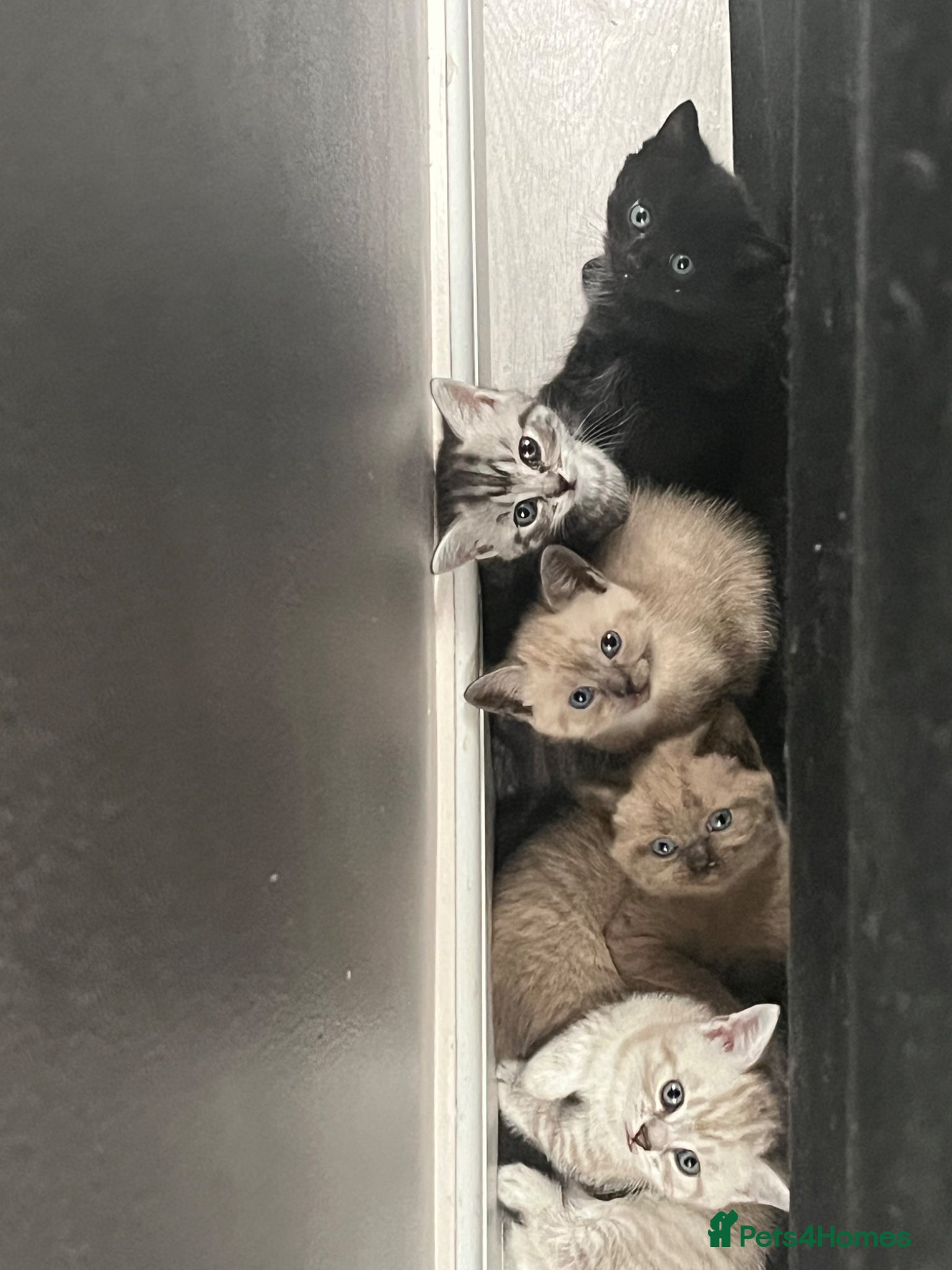 Mixed Breed cats Maples kittens - Advert 2