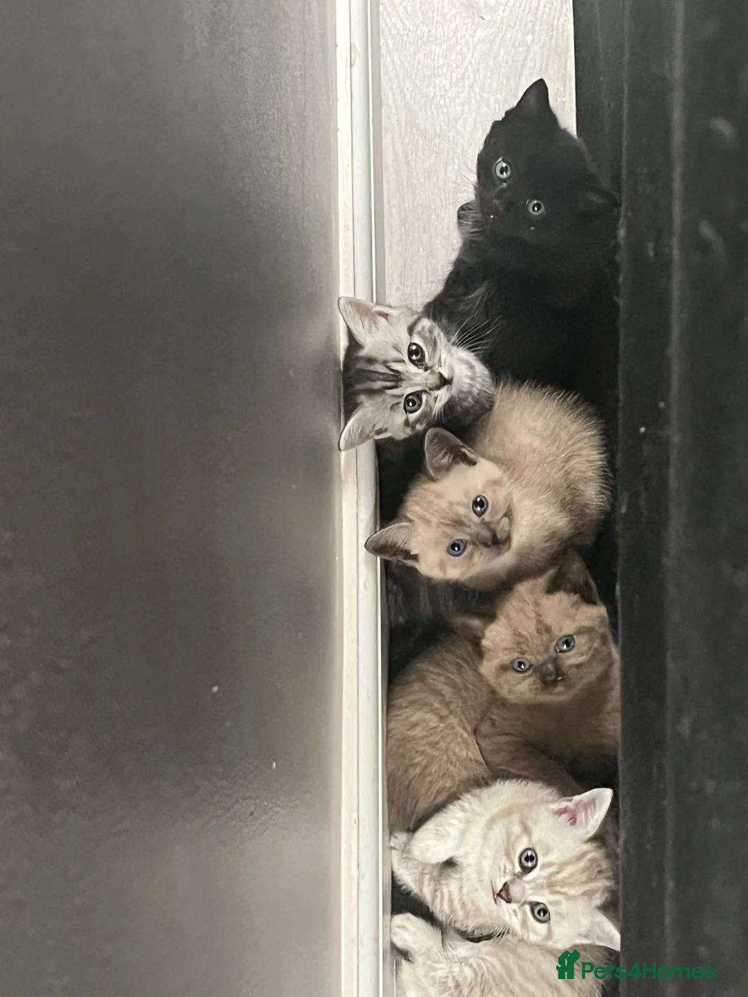 Mixed Breed cats for sale: Maples kittens in Colchester - Advert 1