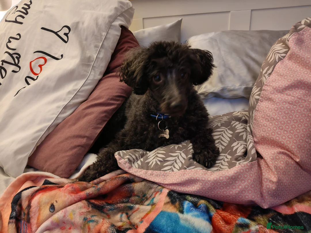 Miniature Poodle dogs for sale: 5yr old Poodle needs a child free home - Advert 2