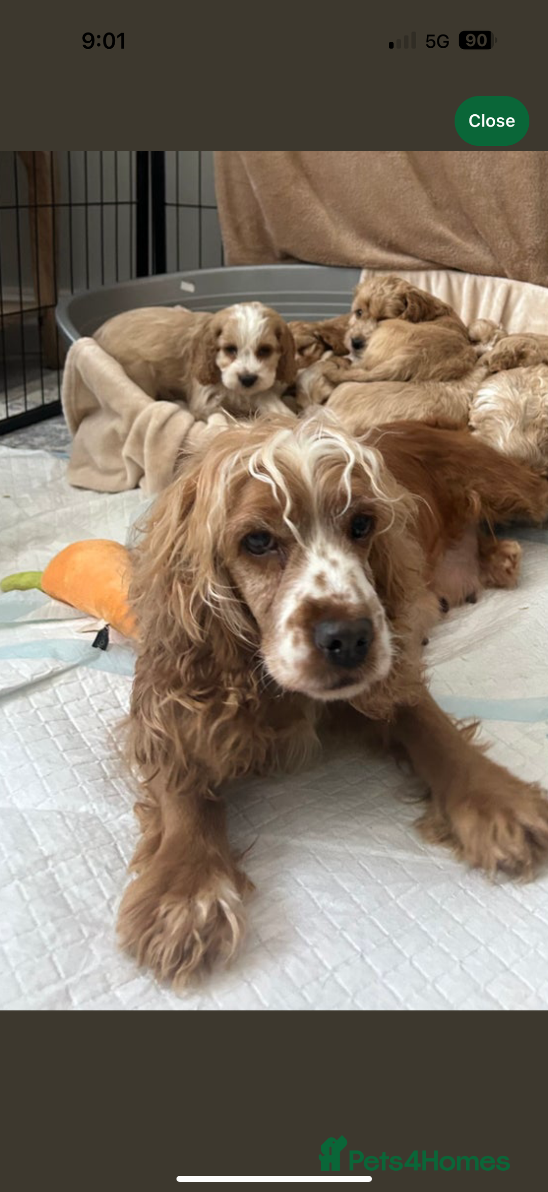 Cockapoo dogs for sale: F1 Cockapoo puppy  - Advert 2