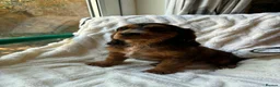 Cocker Spaniel dogs for sale: 9 Gorgeous Cocker Spaniel Puppies For Sale! - Advert 25