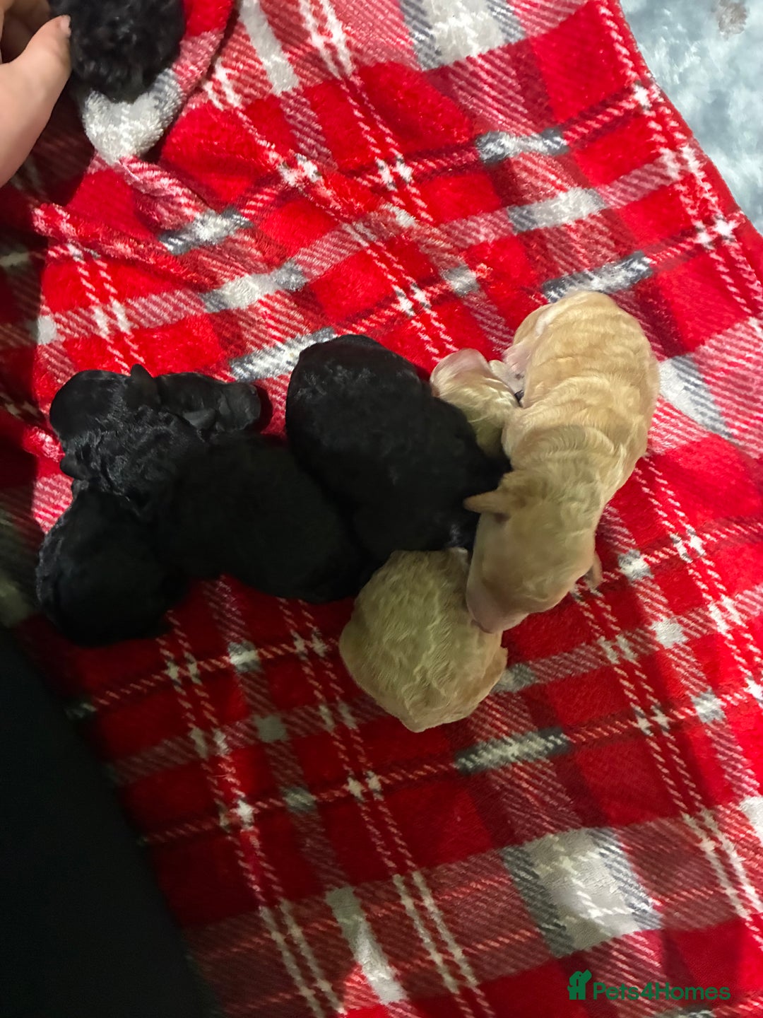 Miniature Poodle dogs for sale: beautiful miniature poodles  - Advert 1