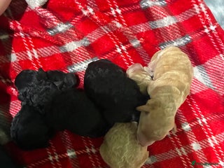 Miniature Poodle dogs beautiful miniature poodles - Advert 1