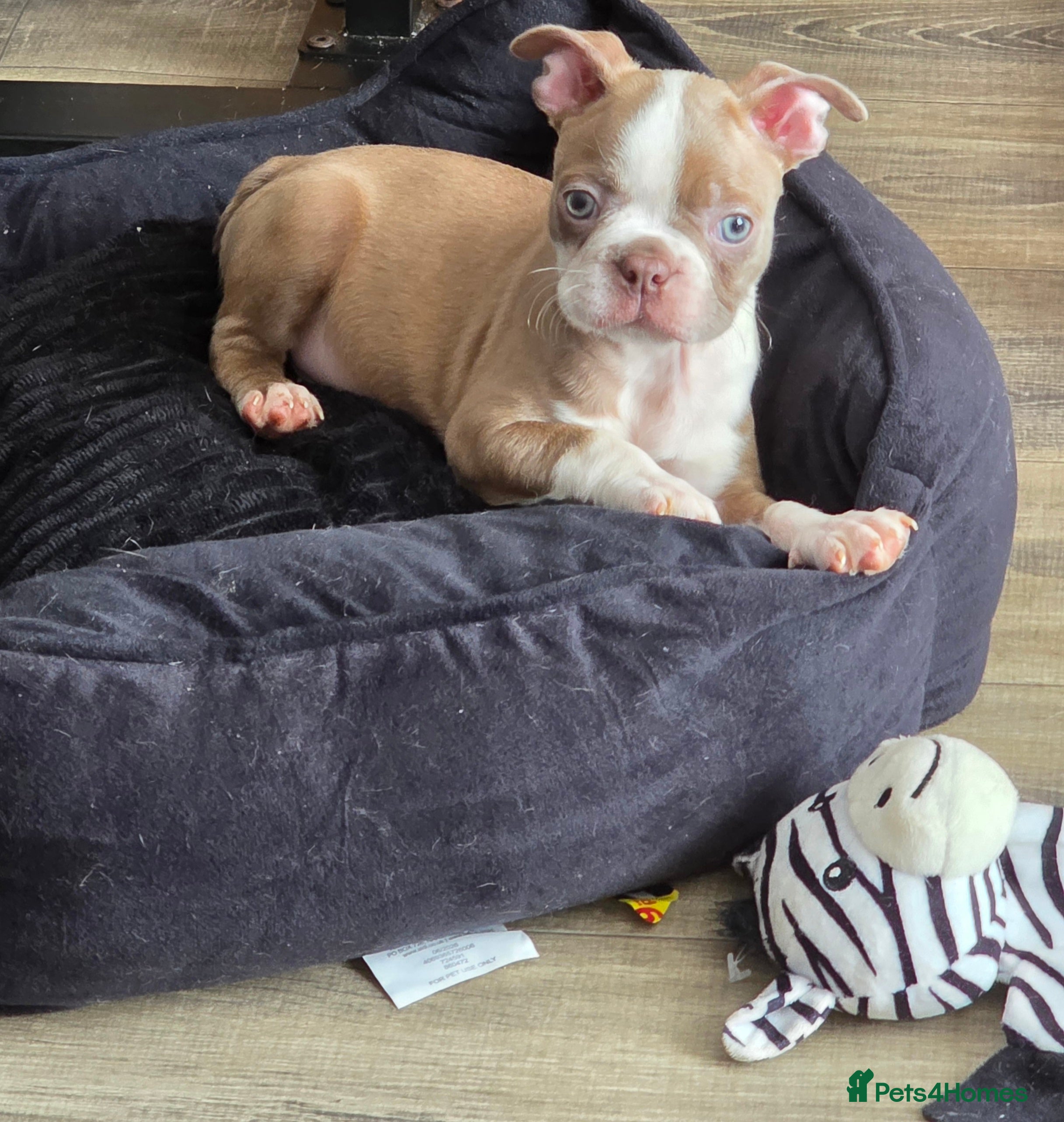 Boston Terrier dogs Ready now Stunning KC Boston Terrier puppies - Advert 2