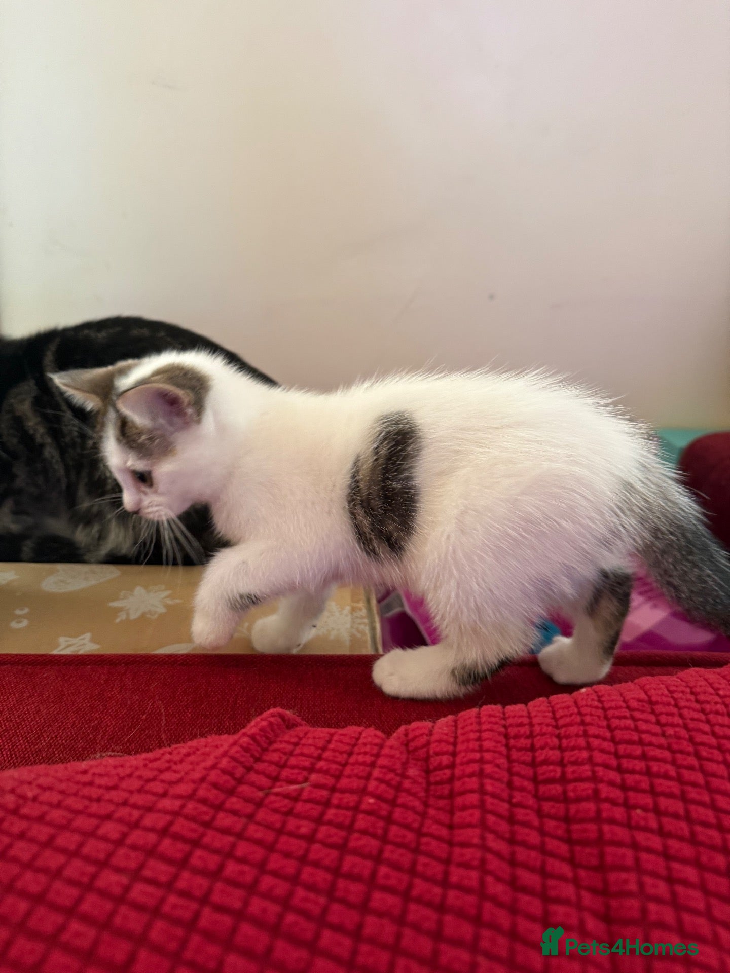 Mixed Breed cats for sale: Lovely Kittens  - Advert 1