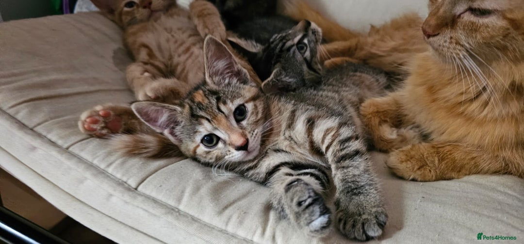 Mixed Breed cats for sale: 2 tabby males are available and ready for new home in Bristol - Image 2