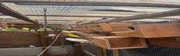 Budgerigars birds for sale: 🐦 Beautiful Baby Budgies Available! - Advert 11