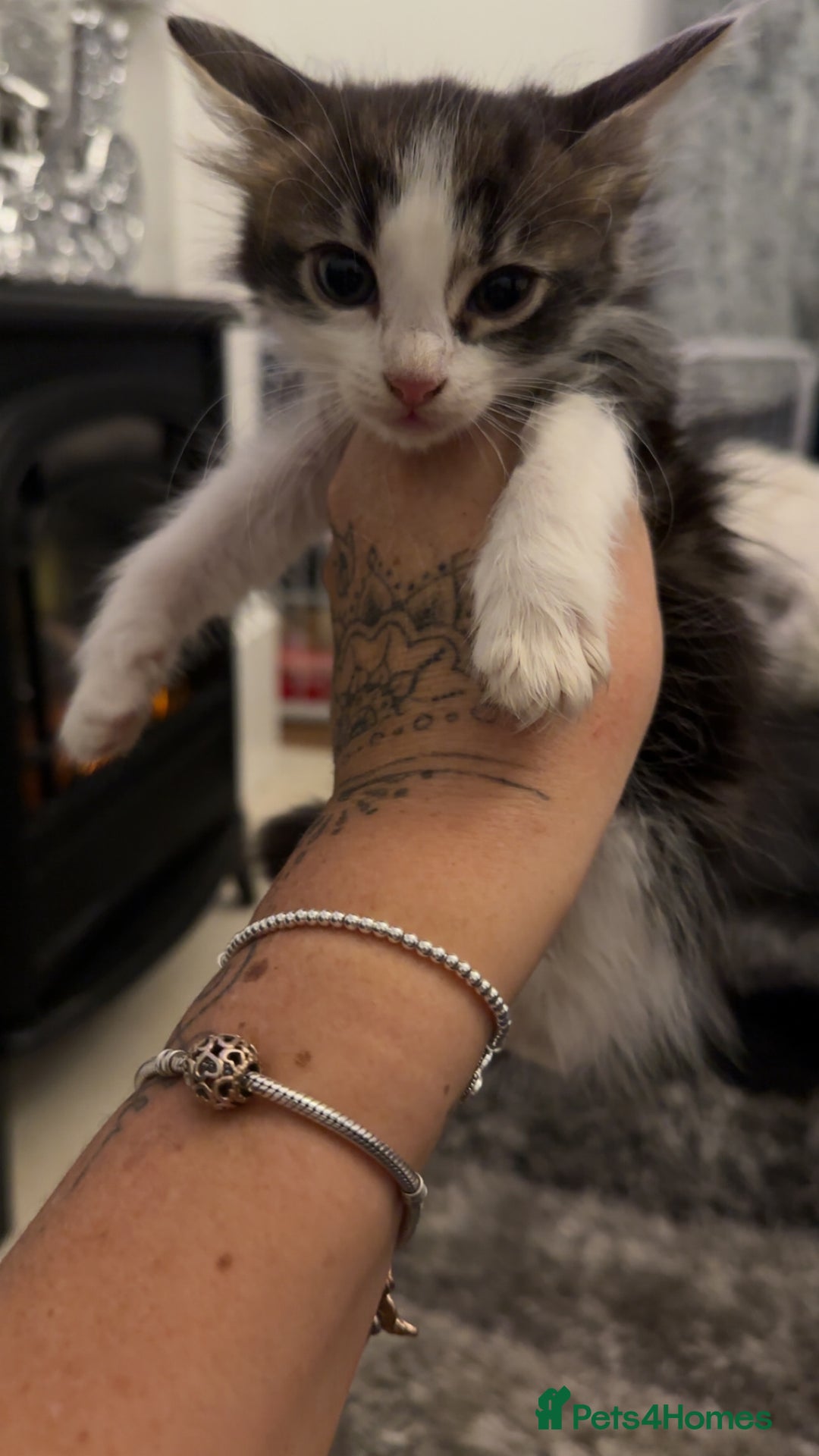 Domestic Shorthair cats for sale: Beautiful mix of kittens  - Advert 4