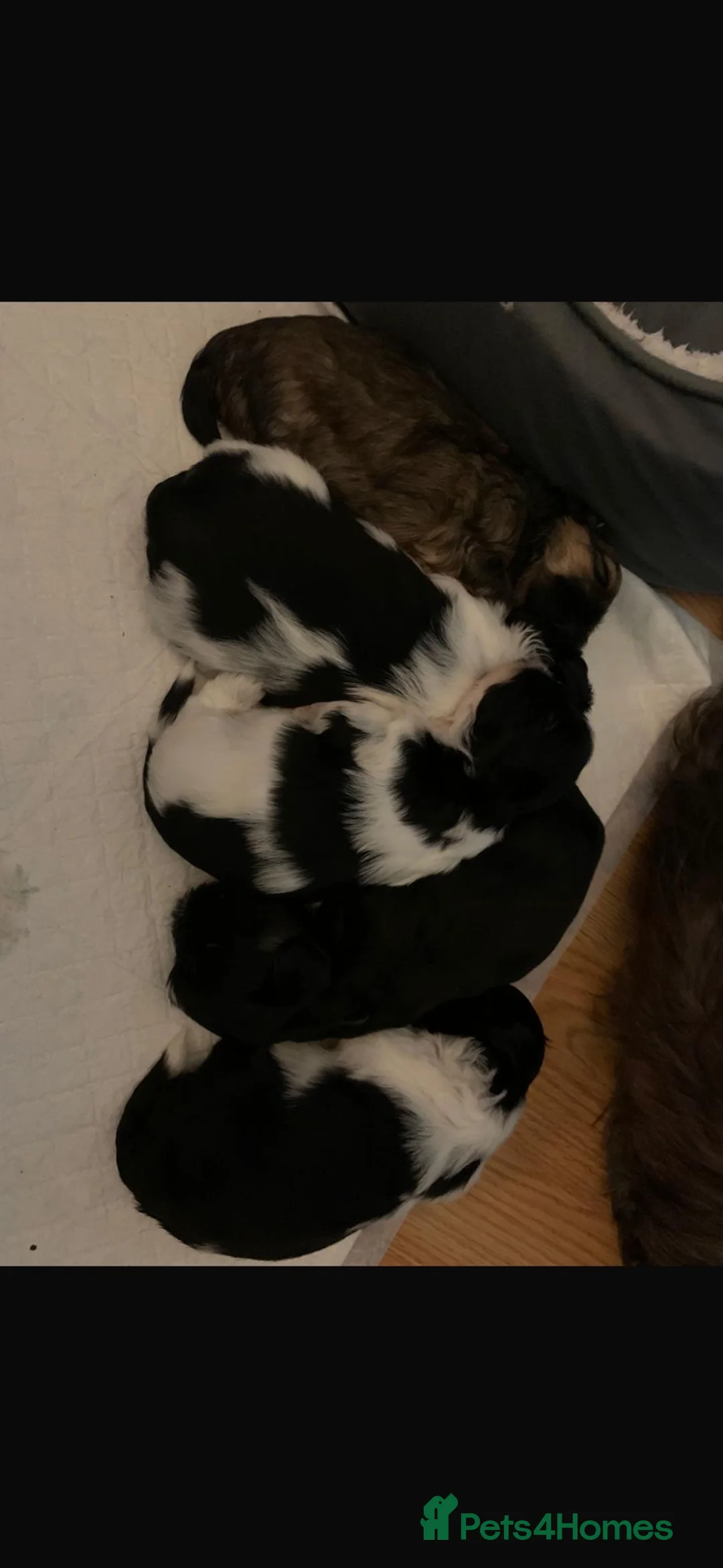 Shih Tzu dogs for sale: Shih Tzu puppies for sale  in Luton - Advert 2