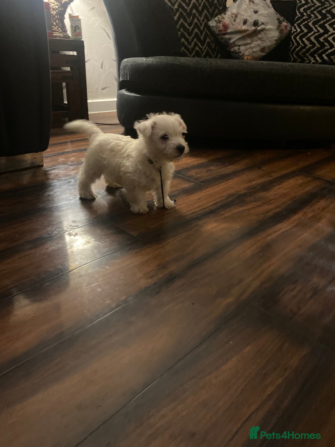 West Highland Terrier dogs for sale: Beautiful boy Westies  - Advert 4