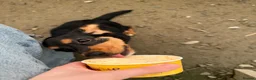 Mixed Breed dogs for sale: 7 month old miniature dachshund x - Advert 2