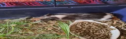 Guinea Pig rodents for sale: Baby guinea pigs for sale  - Advert 8