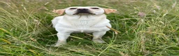 Labrador Retriever dogs for sale: KC Yellow Labrador Bitch  - Advert 5