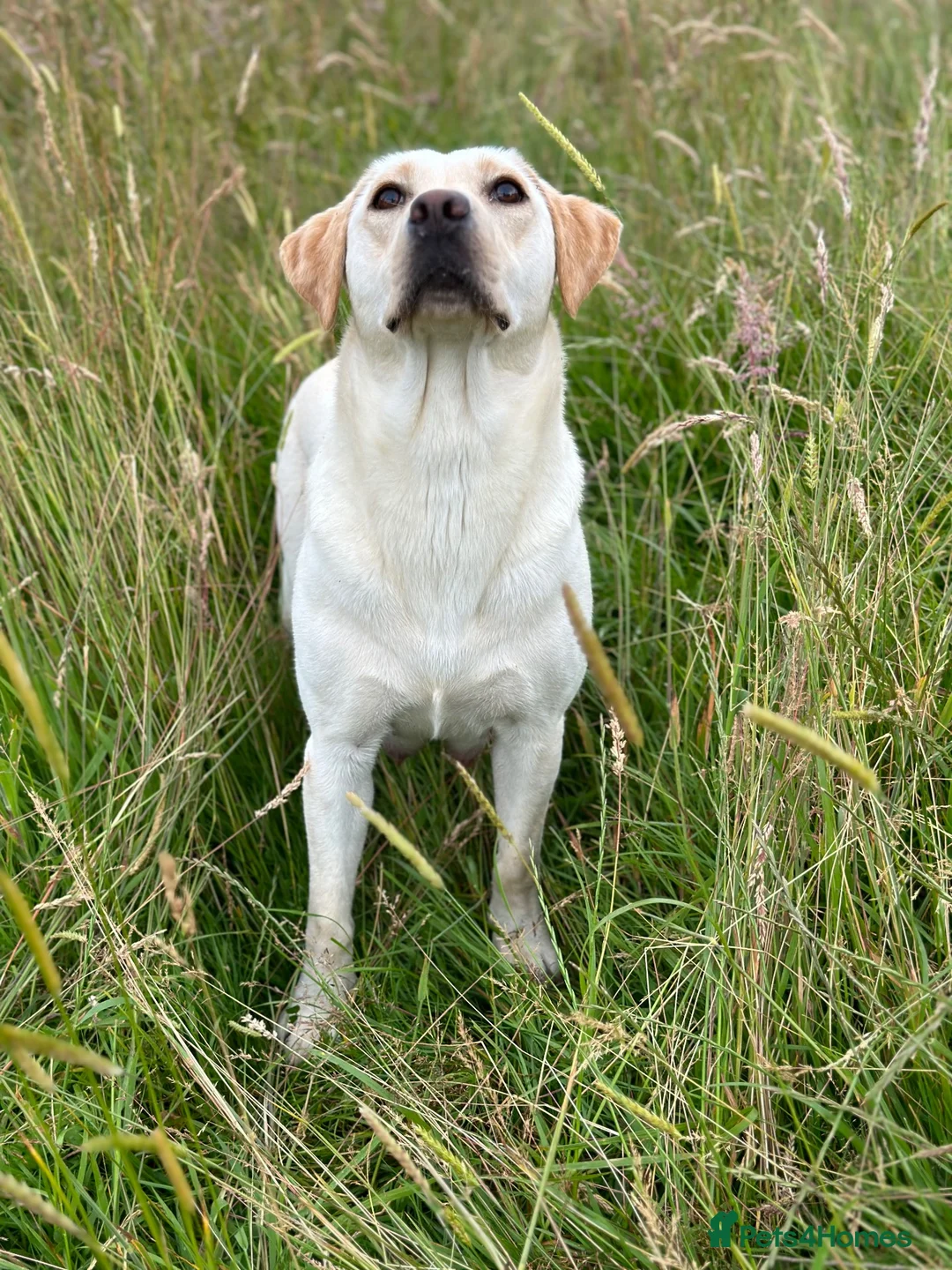 Labrador Retriever dogs for sale: KC Yellow Labrador Bitch  - Advert 5