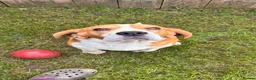 Beagle dogs for sale: FOREVER HOME WANTED FOR BECKY & BUDDY 🐾❤️ - Advert 7