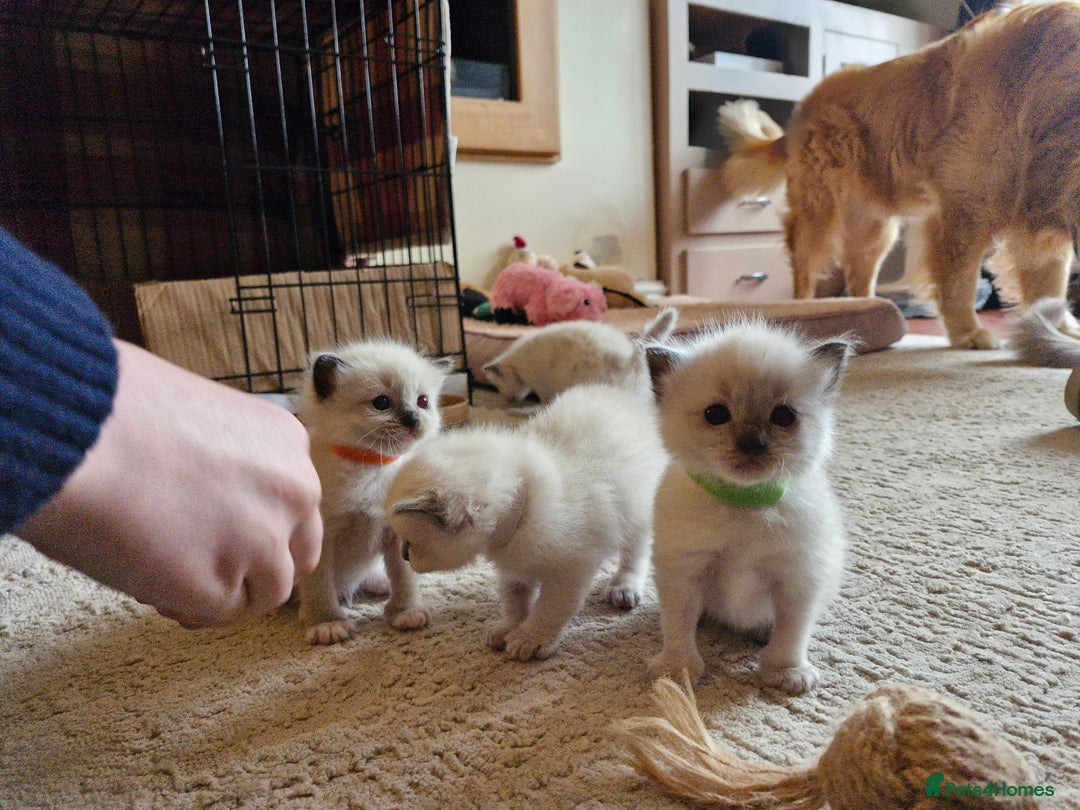 Ragdoll cats for sale: Ragdoll Kittens Available  - Image 12