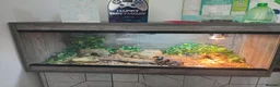 Leopard Gecko reptiles for sale: Lovely Leopard gecko in Nottingham - Advert 3